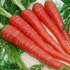 Carrot (Gajar)